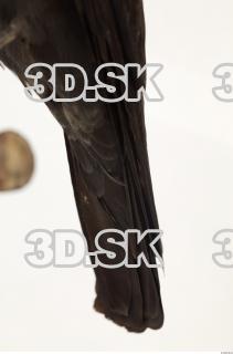 Jackdaw - Corvus monedula 0039